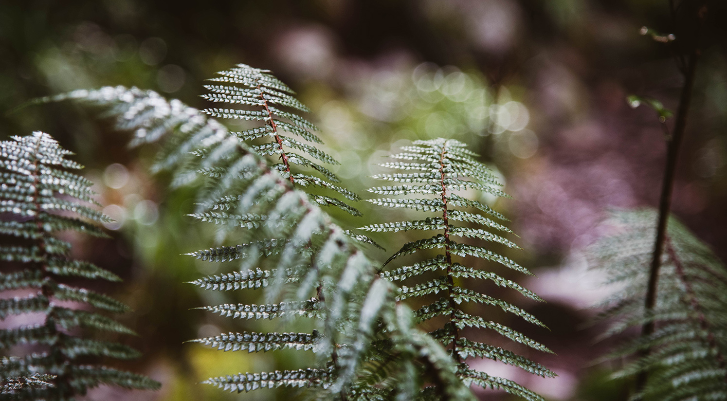 New Zealand Flora